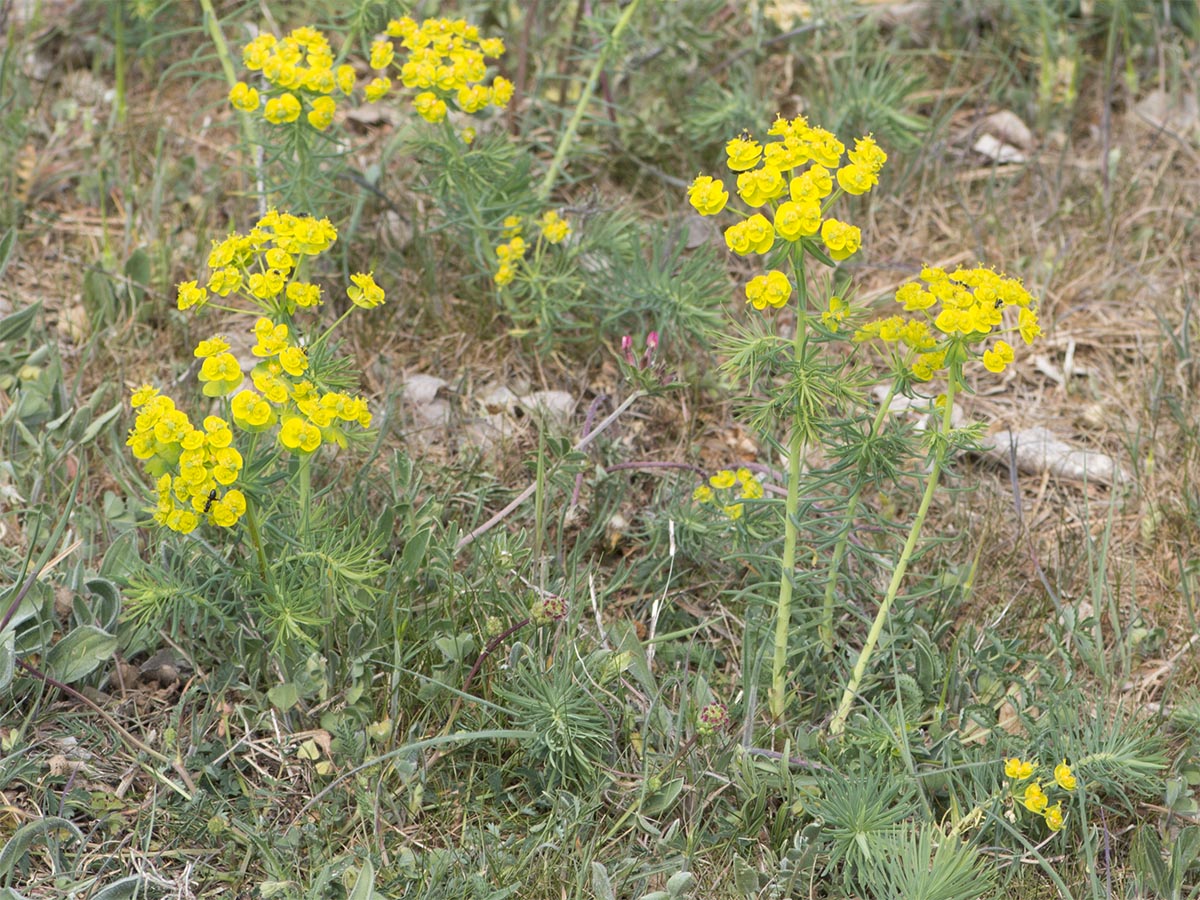 Euphorbia cyparissias